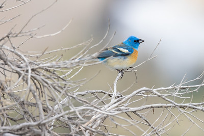 lazuli-bunting-(passerinaamoena)-perched-in-a-sagebrush-bush-nps-jacob-frank-yellowstone-small lazuli-bunting-(passerinaamoena)-perched-in-a-sagebrush-bush-nps-jacob-frank-yellowstone-small