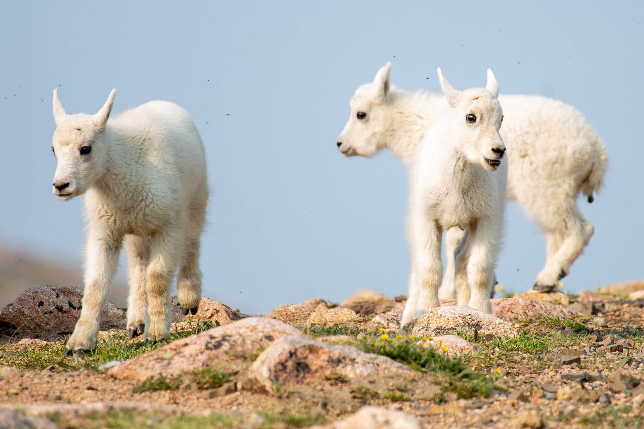 mountain-goats-on-beartooth-highway-nps-ashton-hooker-yellowstone (1) mountain-goats-on-beartooth-highway-nps-ashton-hooker-yellowstone (1)