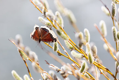 mourning-cloak-nymphalis-antiopa-on-willow-buds-nps-jacob-frank-yellowstone-small (1) mourning-cloak-nymphalis-antiopa-on-willow-buds-nps-jacob-frank-yellowstone-small (1)