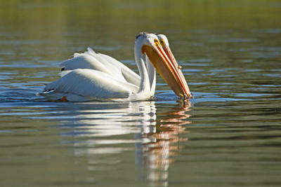 pair-of-american-white-pelicans-on-yellowstone-river-nps-diane-renkin-yellowstone-small pair-of-american-white-pelicans-on-yellowstone-river-nps-diane-renkin-yellowstone-small