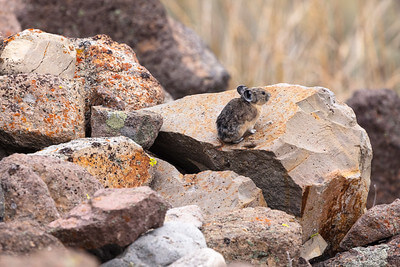 pika-perched-on-a-rock-in-mammoth-hot-springs-nps-jacob-w-frank-yellowstone (1) pika-perched-on-a-rock-in-mammoth-hot-springs-nps-jacob-w-frank-yellowstone (1)