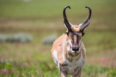 pronghorn-on-blacktail-deer-plateau-nps-neal-herbert-yellowstone-small pronghorn-on-blacktail-deer-plateau-nps-neal-herbert-yellowstone-small