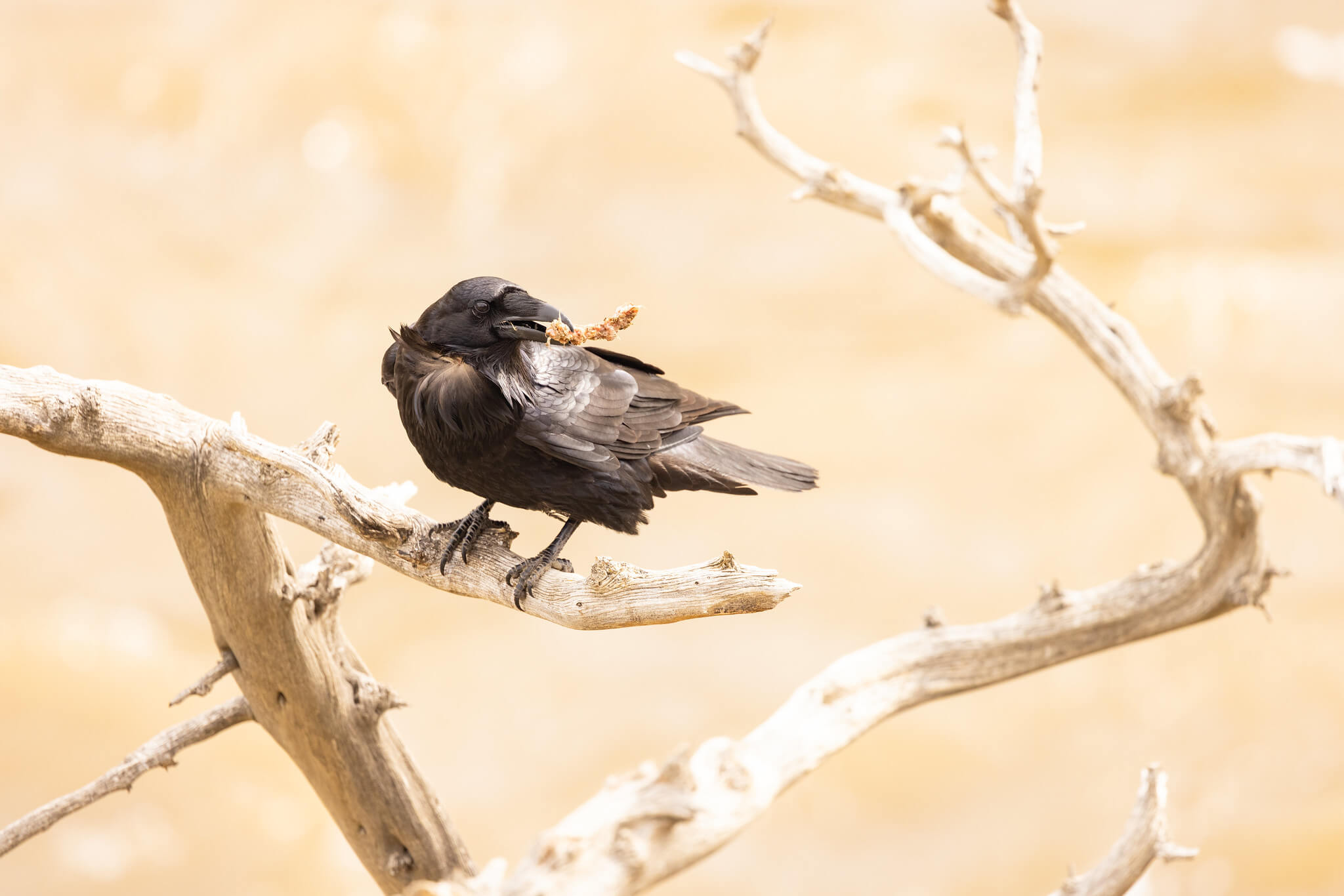 raven-with-a-scavenged-bone-along-the-yellowstone-river-nps-jacob-w-frank-yellowstone-large