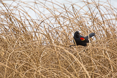 red-winged-blackbird-mammoth-hot-springs-nps-neal-herbert-yellowstone-small red-winged-blackbird-mammoth-hot-springs-nps-neal-herbert-yellowstone-small