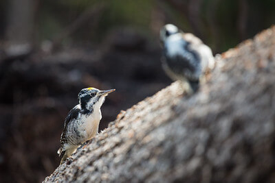 three-toed-woodpecker-digging-for-insects-in-a-fallen-tree-mammoth-hot-springs-nps-neal-herbert-yellowstone-small (1) three-toed-woodpecker-digging-for-insects-in-a-fallen-tree-mammoth-hot-springs-nps-neal-herbert-yellowstone-small (1)