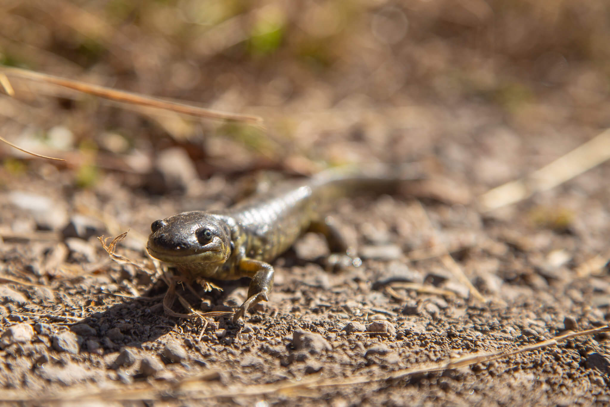 tiger-salamander-swan-lake-flat-nps-neal-herbert-yellowstone-second-large (1)