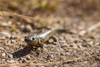 tiger-salamander-swan-lake-flat-nps-neal-herbert-yellowstone-second-small tiger-salamander-swan-lake-flat-nps-neal-herbert-yellowstone-second-small