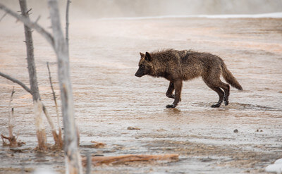wolf-at-biscuit-wapiti-pack-nps-jim-peaco-yellowstone-small (1) wolf-at-biscuit-wapiti-pack-nps-jim-peaco-yellowstone-small (1)