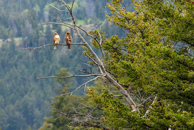 a-pair-of-red-tailed-hawks-perched-in-a-tree-near-hellroaring-creek-nps-jacob-w-frank-yellowstone-small (1) a-pair-of-red-tailed-hawks-perched-in-a-tree-near-hellroaring-creek-nps-jacob-w-frank-yellowstone-small