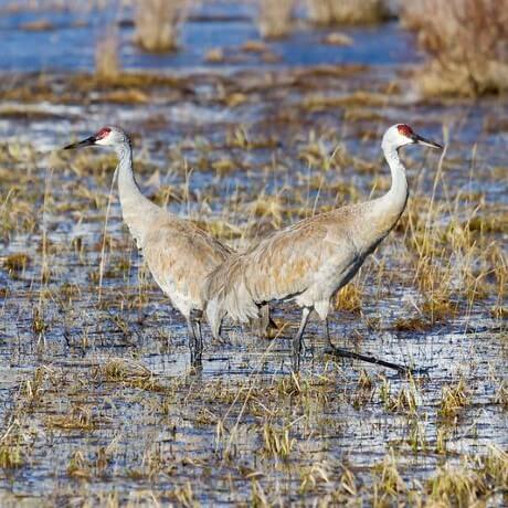 a-pair-of-sandhill-cranes-on-a-muddy-spring-day-on-swan-lake-flat-yf-matt-ludin-460x460 (1) a-pair-of-sandhill-cranes-on-a-muddy-spring-day-on-swan-lake-flat-yf-matt-ludin-460x460