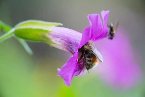 a-robber-fly-gathers-pollen-from-a-dwarf-purple-monkey-flower-near-yellowstone-lake-nps-neal-herbert-yellowstone-small