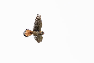 american-kestrel-kiting-near-the-north-entrance-nps-jacob-w-frank-yellowstone-small (1) american-kestrel-kiting-near-the-north-entrance-nps-jacob-w-frank-yellowstone-small