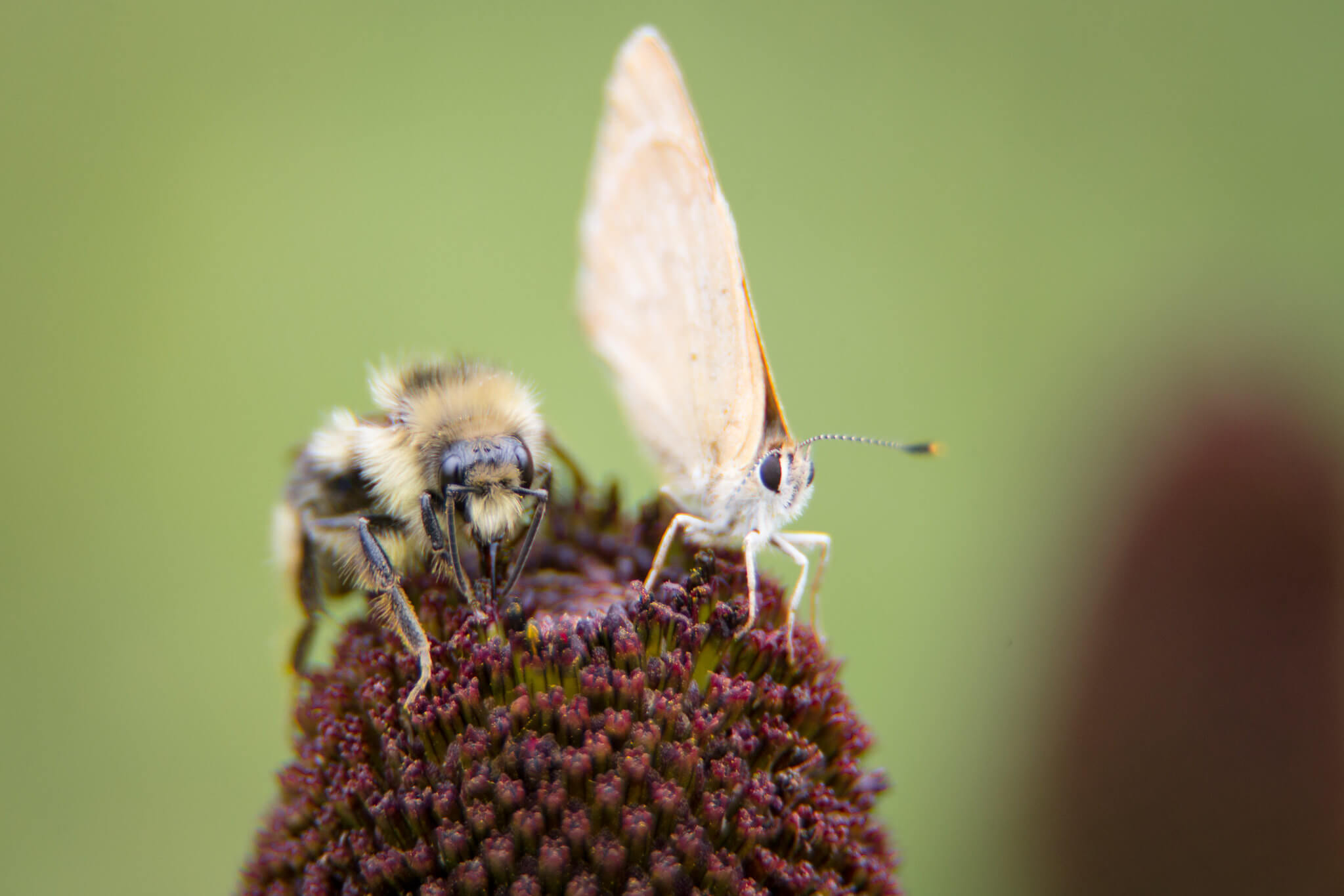 bee-and-butterfly-nps-neal-herbert-yellowstone-large