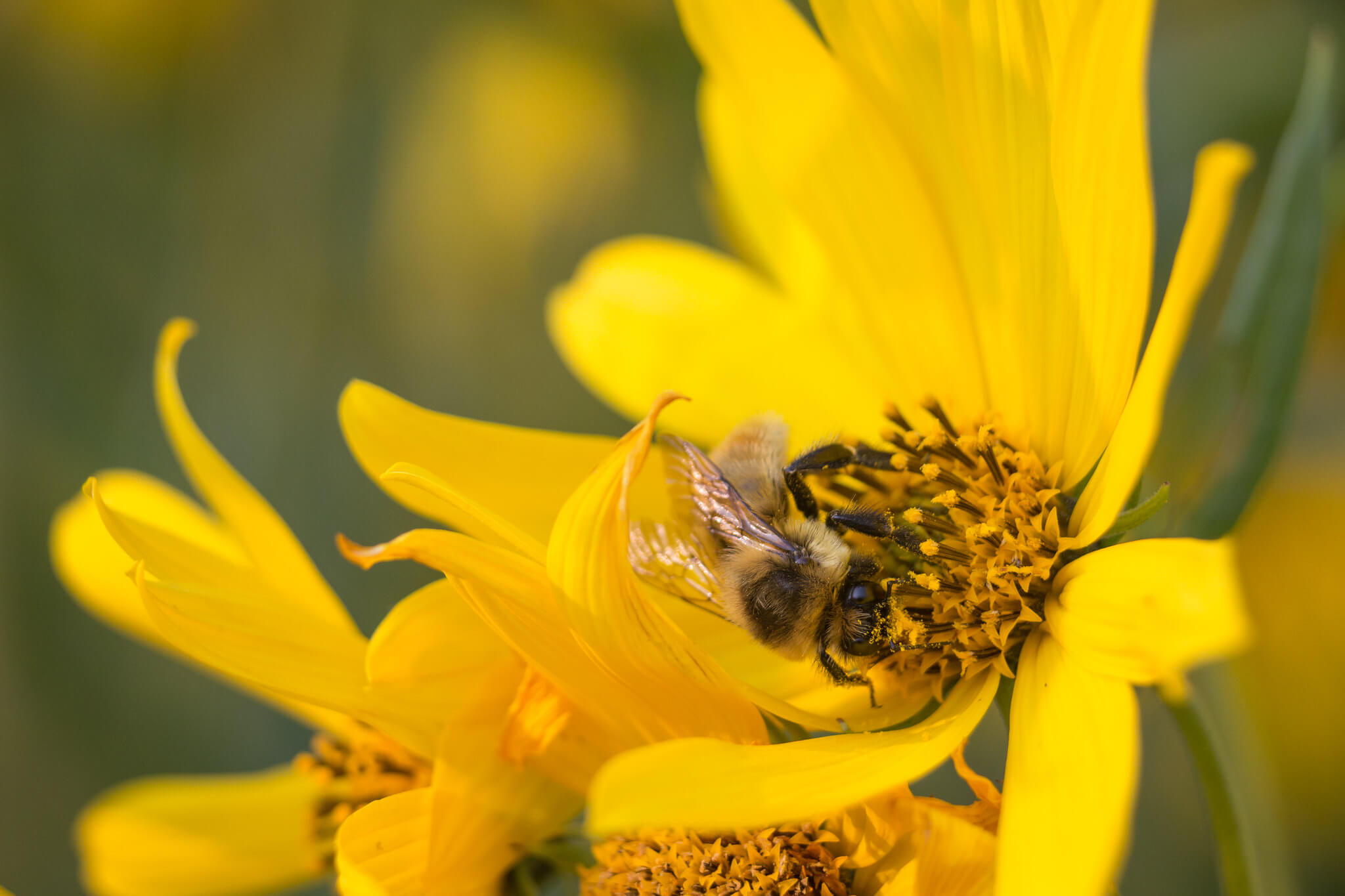 bee-gathering-pollen-from-a-nuttalls-sunflower-nps-neal-herbert