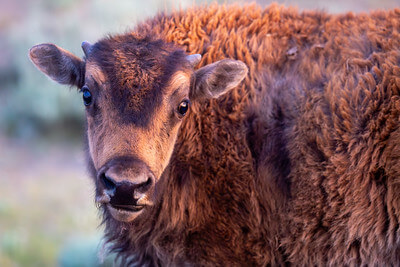 bison-in-lamar-valley-nps-ashton-hooker-yellowstone-small (1)