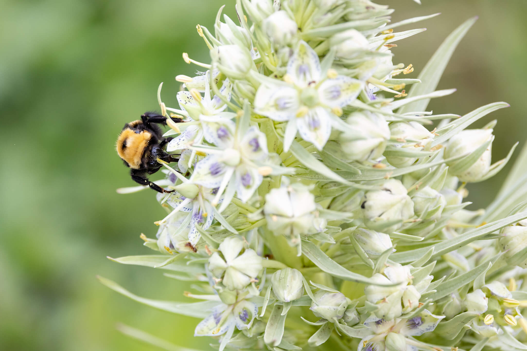 bumblebee-gathering-pollen-from-a-green-gentian-nps-jacob-w-frank-yellowstone-large