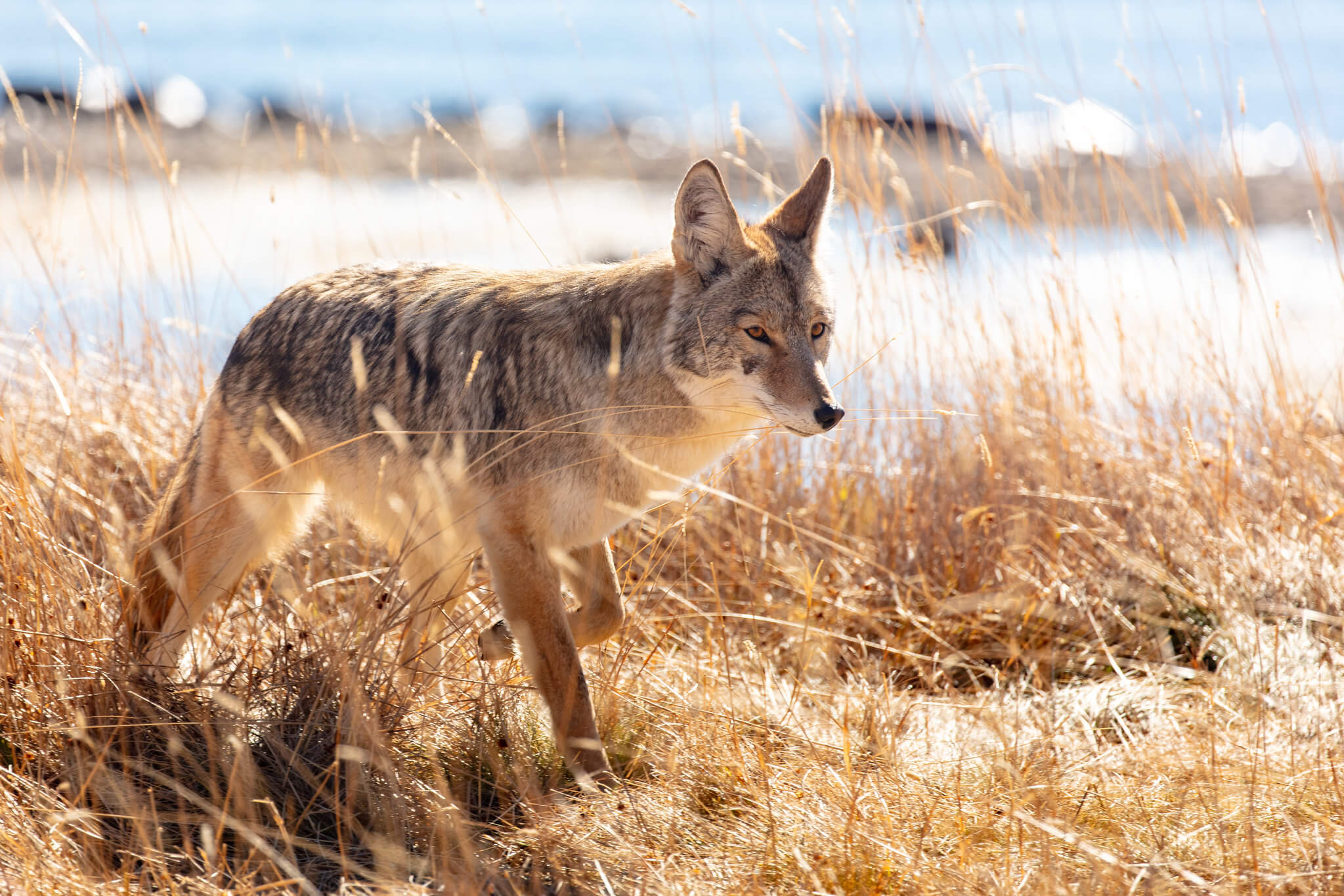 coyote-hunts-along-the-shore-of-yellowstone-lake-nps-jacob-w-frank-yellowstone-large