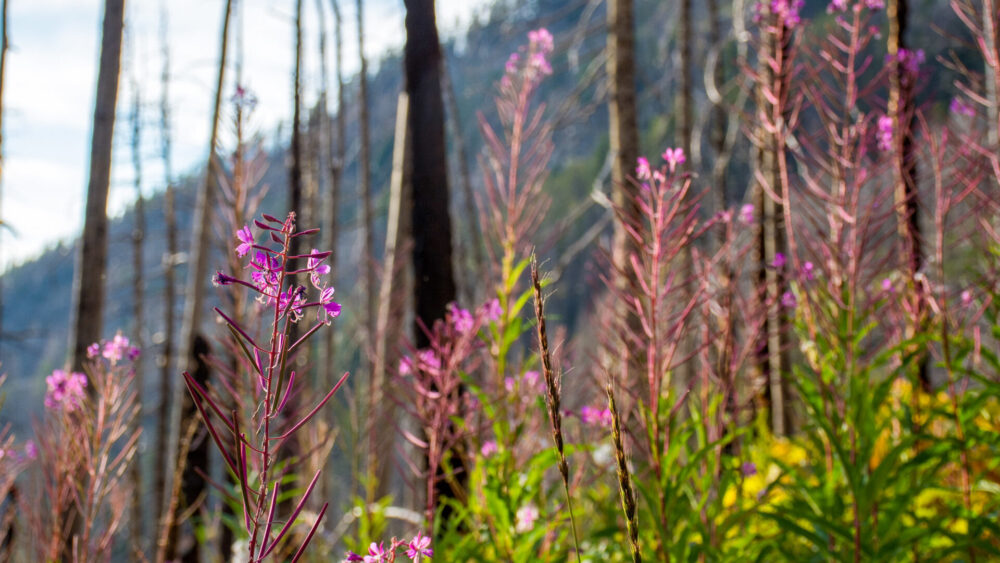 Tall, thin purple wildflowers grow among green leaves in front of a forest of barren, burnt trees with a mountain in the background. Sunlight highlights the flowers in the foreground.
