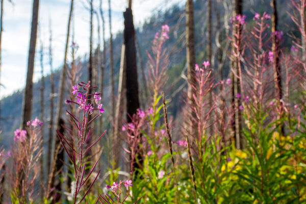 Tall, thin purple wildflowers grow among green leaves in front of a forest of barren, burnt trees with a mountain in the background. Sunlight highlights the flowers in the foreground.