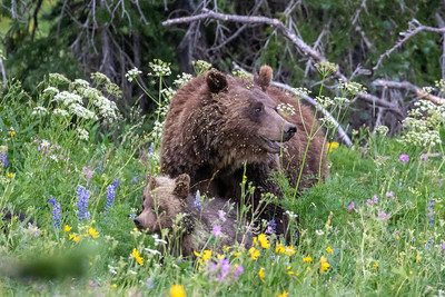 grizzly-and-cubs-july23-yf-archibald-sam-small