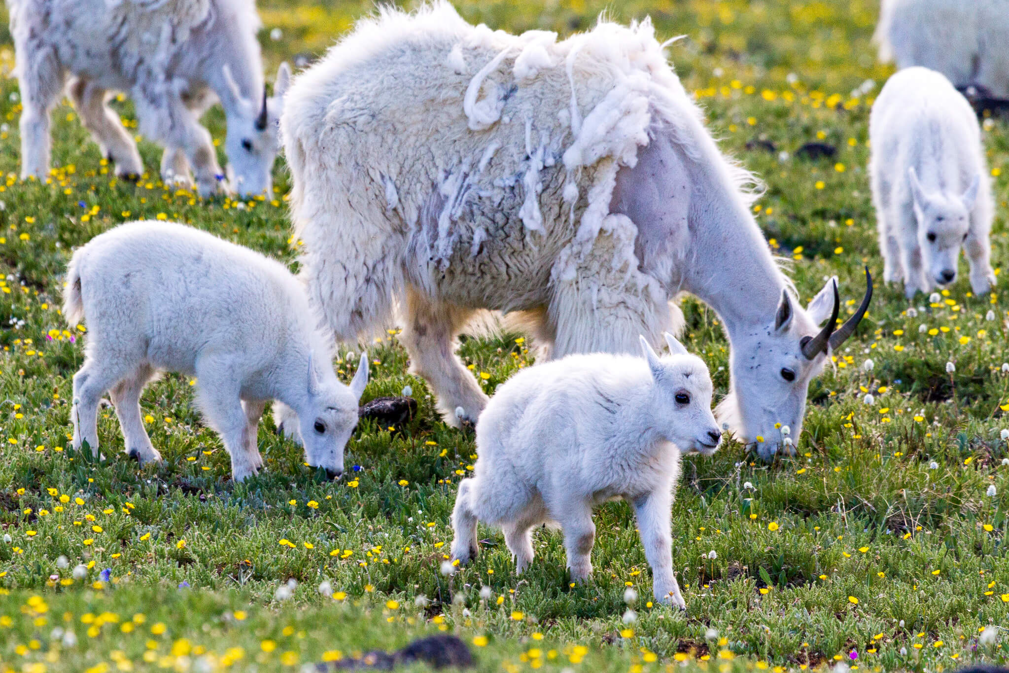 mountain-goats-on-the-beartooth-pass-yellowstone-forever-matt-ludin-large (1) mountain-goats-on-the-beartooth-pass-yellowstone-forever-matt-ludin-large