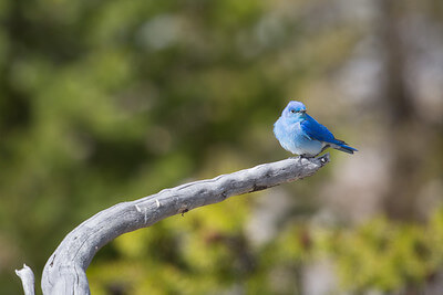 moutain-bluebird-neal-herbert-nps-yellowstone-small