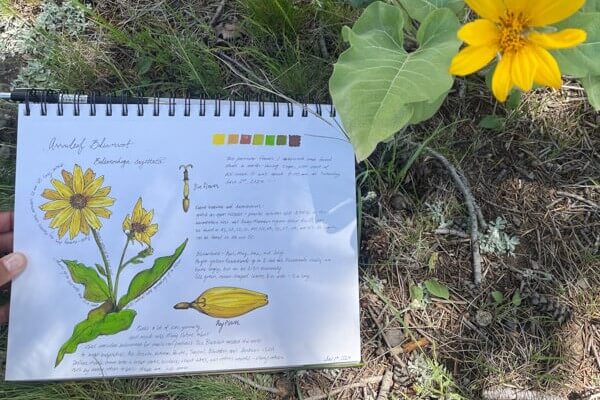nature-journal-arrowleaf-balsamroot-yf-piper-jerfferson-edit