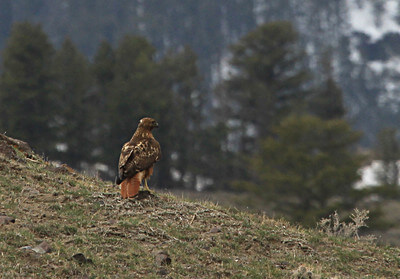red-tailed-hawk-in-gardiner-basin-nps-jim-peaco-yellowstone-small (1) red-tailed-hawk-in-gardiner-basin-nps-jim-peaco-yellowstone-small