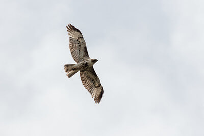 red-tailed-hawk-nps-jacob-w-frank-yellowstone-small (1) red-tailed-hawk-nps-jacob-w-frank-yellowstone-small