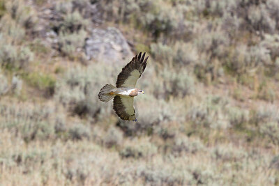 swainsons-hawk-hunting-in-hayden-valley-nps-jacob-w-frank-yellowstone-small (1) swainsons-hawk-hunting-in-hayden-valley-nps-jacob-w-frank-yellowstone-small