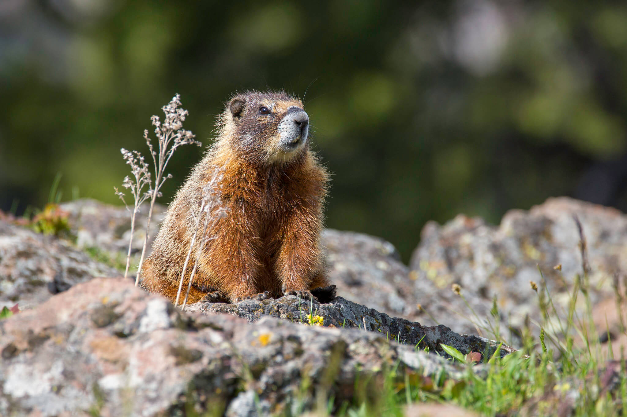 yellow-bellied-marmot-yf-matt-ludin-large (1) yellow-bellied-marmot-yf-matt-ludin-large