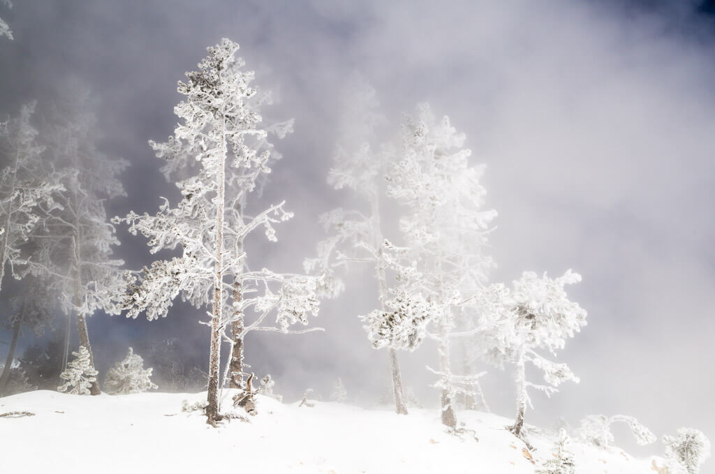 Rime ice and steam on trees in freezing temperatures at Mammoth Hot Springs