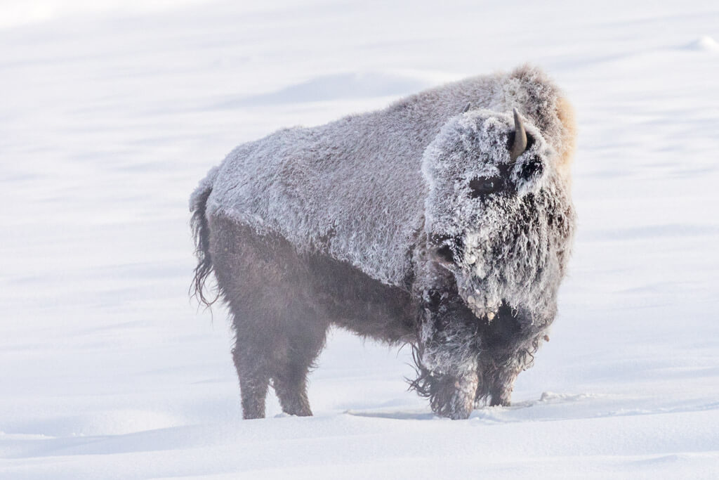 Hoar frost on a lone bison near Old Faithful at below zero temperatures. 