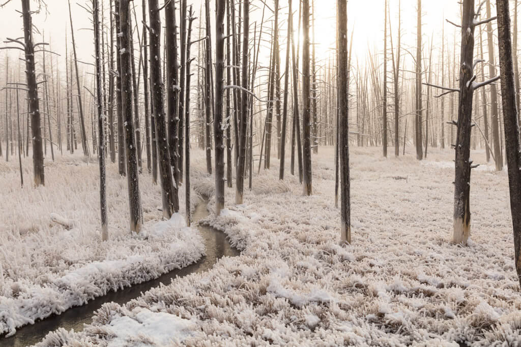 Hoar frost under standing dead trees at sunrise.