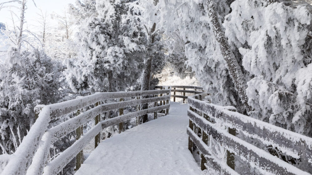 Rime ice built on Mammoth Hot Springs trees and boardwalk.