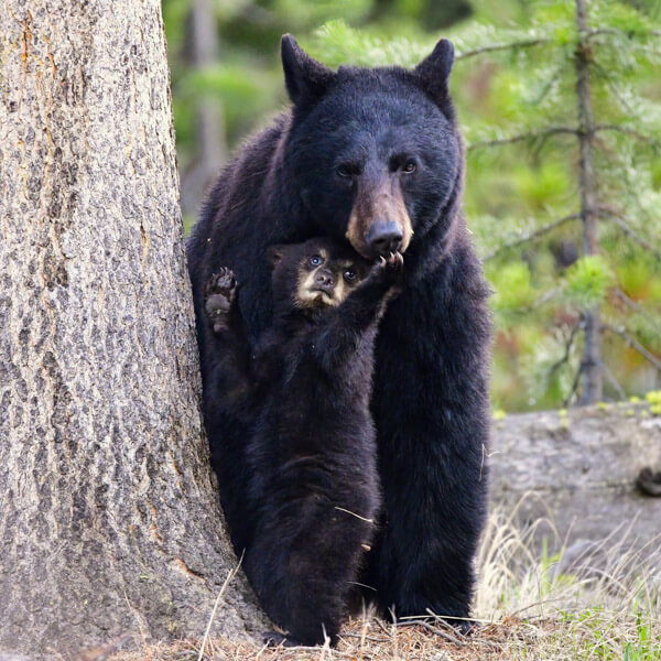 Black Bear Cub Reaching for Mom 2026 Yellowstone Forever Calendar Contest winning image of a black bear cub reaching up for its mom.
