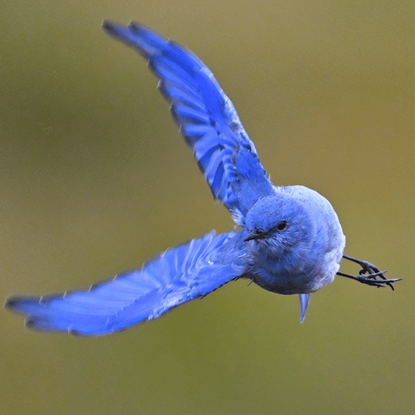 Mountain bluebird in flight 2026 Yellowstone Forever Calendar Contest winning image of a Mountain bluebird in flight during the spring season.
