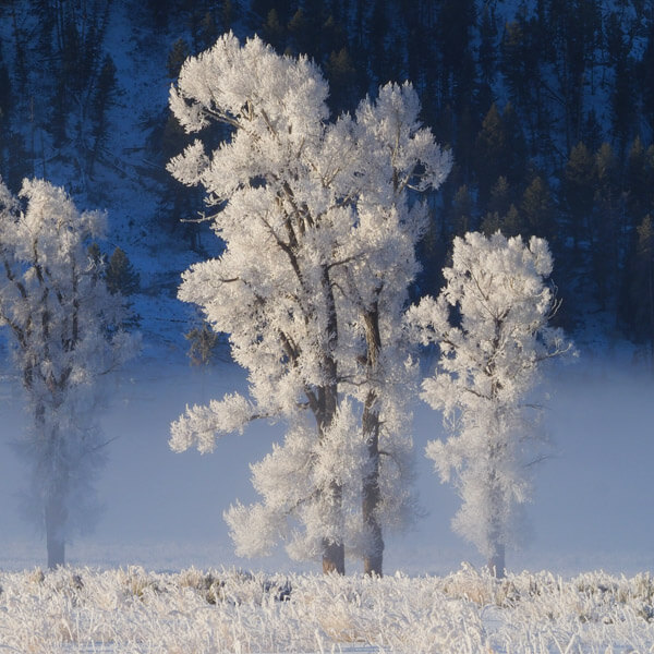 Frosty Cottonwoods in Lamar Valley 2026 Yellowstone Forever Calendar Contest winning image of frost covered cottonwood trees on a freezing morning in Lamar Valley.