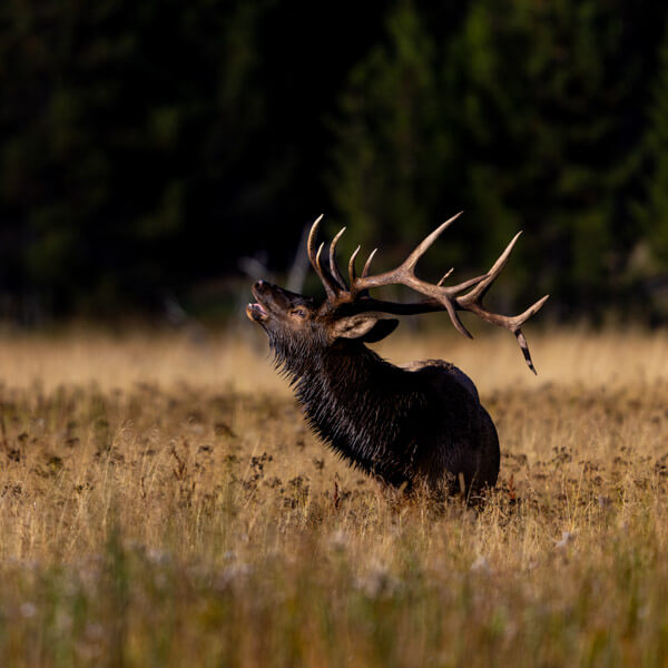 Madison River Elk Bugle 2026 Yellowstone Forever Calendar Contest honorable mention image of a bull elk bugling along the Madison River.
