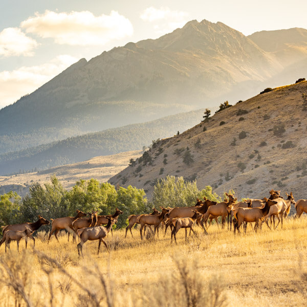 Elk herd in the shadow of Electric Peak 2026 Yellowstone Forever Calendar Contest winning image of an elk herd on the move below Electric Peak on the park's northern range.
