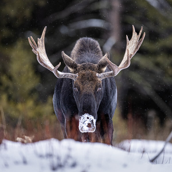 Bull Moose in Snow 2026 Yellowstone Forever Calendar Contest winning image of a bull moose with an impressive rack and frost covered nose facing the camera.