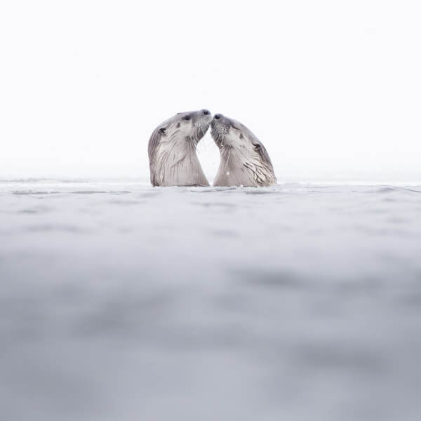 River Otter Kiss 2026 Yellowstone Forever Calendar Contest winning image of a two river otters seemingly kissing above a wintery Lamar River.