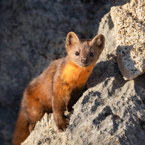 Pine Marten in the Hoodoos 2026 Yellowstone Forever Calendar Contest honorable mention image of a pine marten in a rock field.