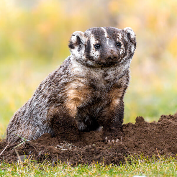 Digging Badger 2026 Yellowstone Forever Calendar Contest honorable mention image of a digging badger.