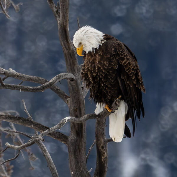 Perched Bald Eagle 2026 Yellowstone Forever Calendar Contest winning image of an impressive looking adult bald eagle perched on a tree during the early winter season.