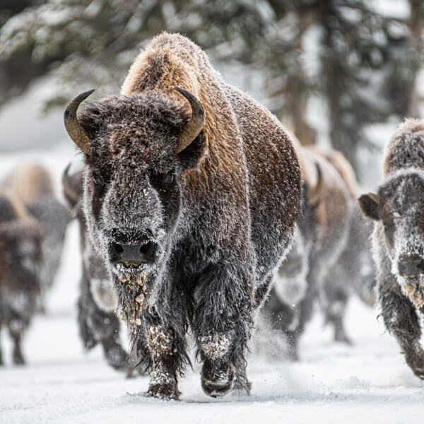 Frost Covered Bison on a Winter Road 2026 Yellowstone Forever Calendar Contest honorable mention image of a frost covered bison herd walking towards the photographer on a road.