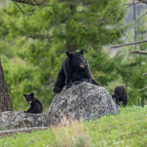 Sow and Cubs on a Rock 2026 Yellowstone Forever Calendar Contest honorable mention image of a black bear sow and her two cubs relaxing on a boulder.