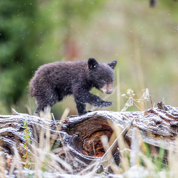 Black Bear Cub Step 2026 Yellowstone Forever Calendar Contest honorable mention image of a young black bear c;ub taking step on a log.