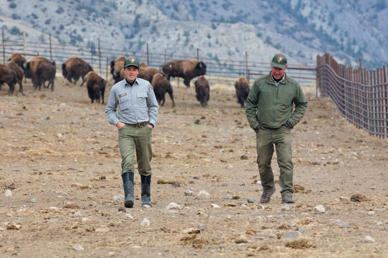 Bison biologists walking the pens at the NPS Stephens Creek facility.