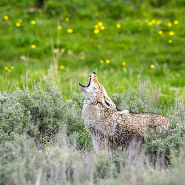 Coyote Call in Lamar Valley 2026 Yellowstone Forever Calendar Contest winning image of a coyote calling out in Lamar Valley.